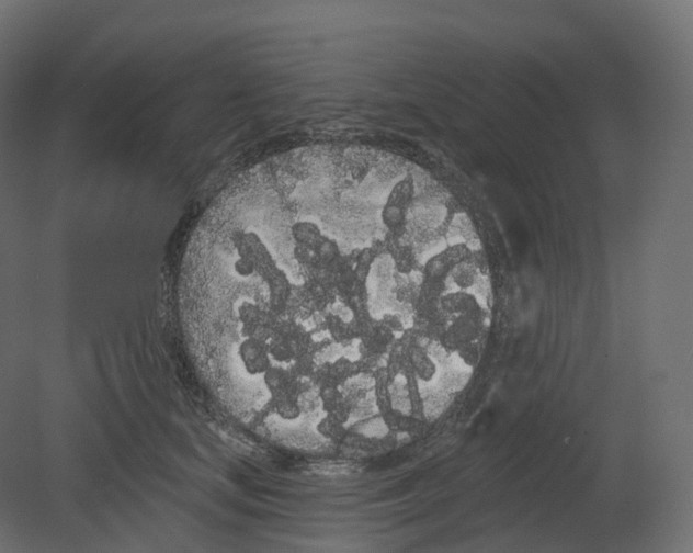 X0000080670659200701121634