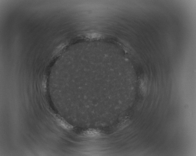 X0000080670668200701121634