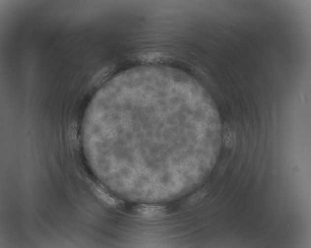 X0000080670670200701121634