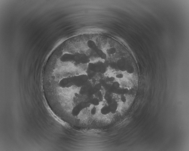 X0000080670851200701121630