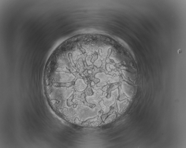 X0000080670863200701121631