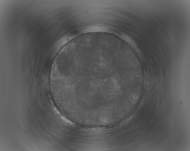 X0000080670937200701121629