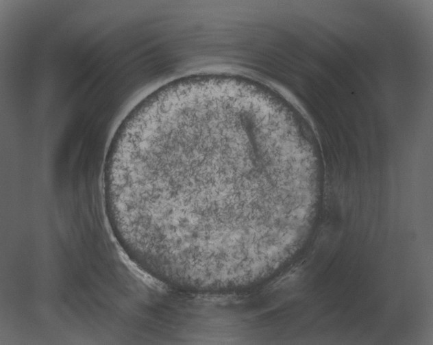 X0000080670951200701121629