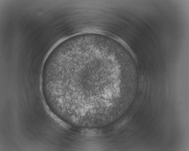 X0000080670955200701121629