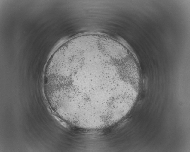 X0000080671002200701121628