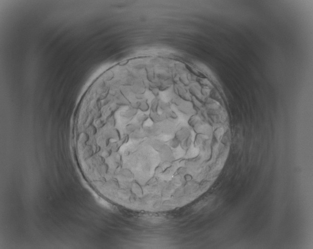 X0000080671103200701121626