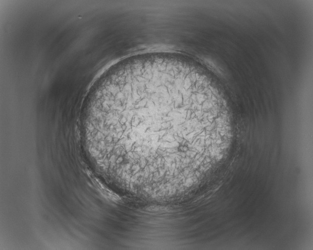 X0000080671212200701121624