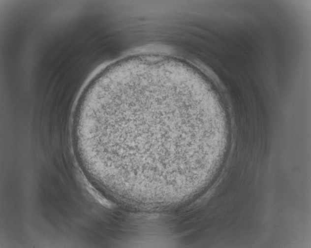 X0000080671248200701121624