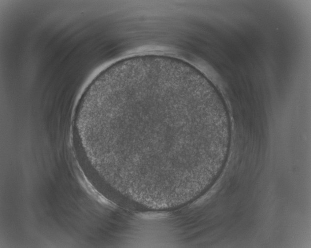 X0000080671296200701121623