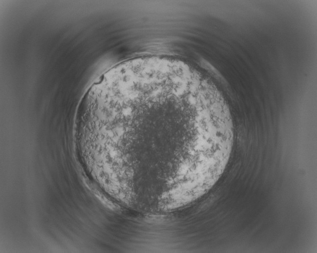 X0000080671378200701121621