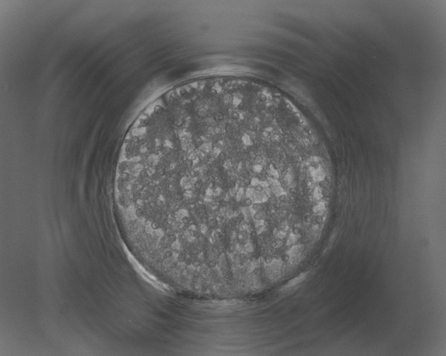 X0000080671425200701121621