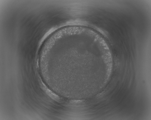 X0000080671462200701121620