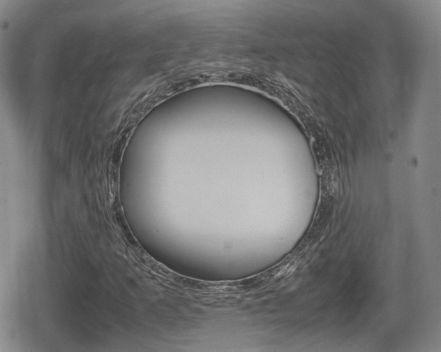 X0000080681253200612150729