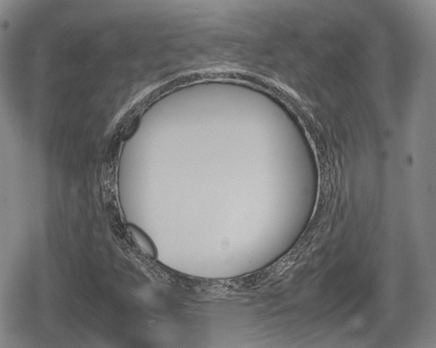 X0000080681255200612150729