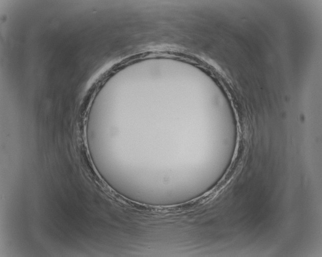 X0000080681263200612150729