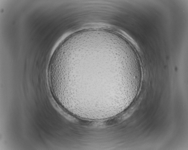 X0000080681283200612150729