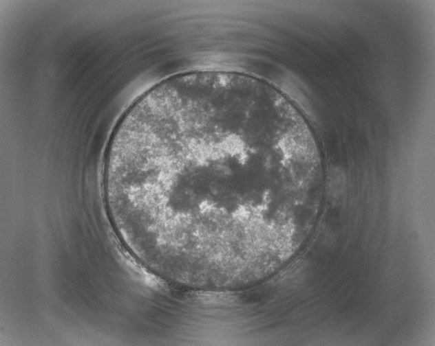 X0000080680856200612151221