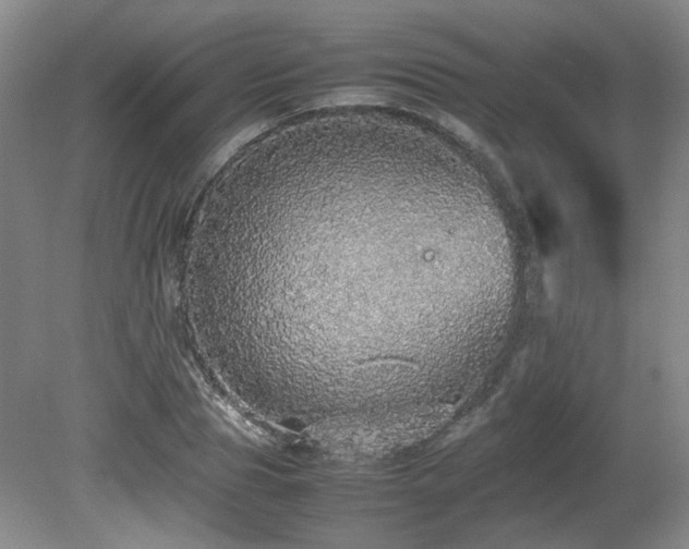 X0000080680929200612151219