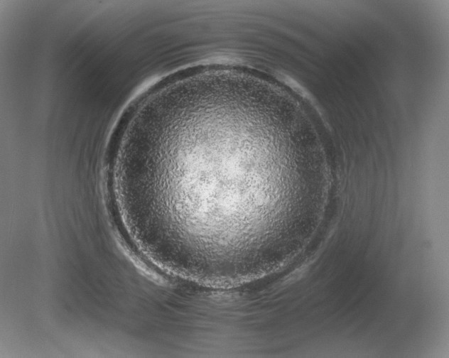 X0000080681029200612151217