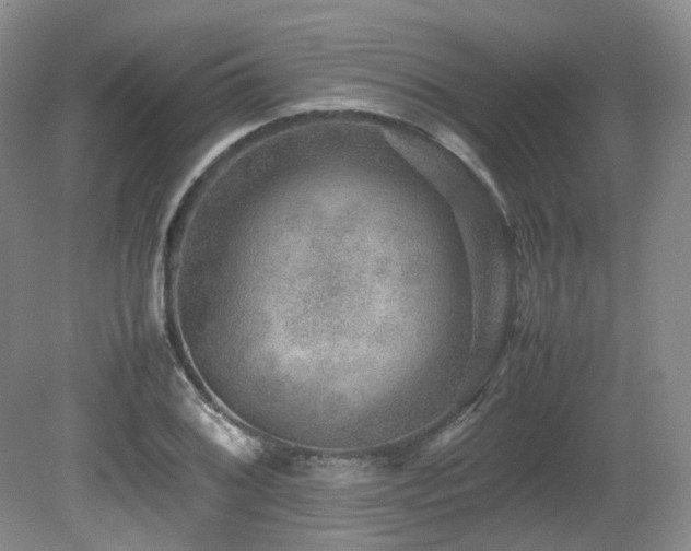X0000080681076200612151217
