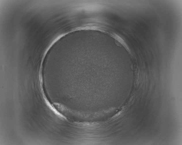 X0000080681084200612151216