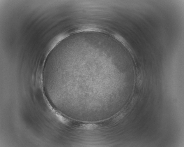 X0000080681282200612151213