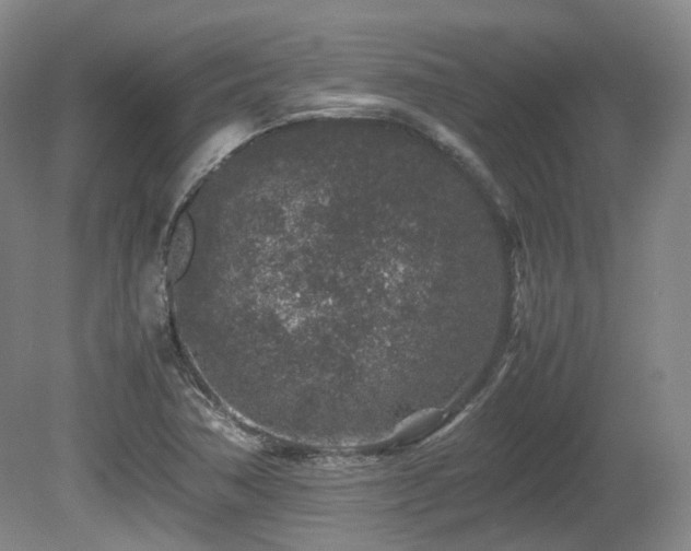 X0000080681362200612151212