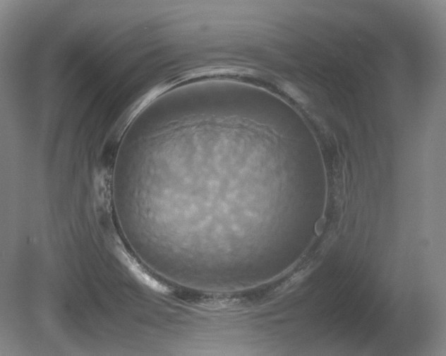 X0000080681369200612151212