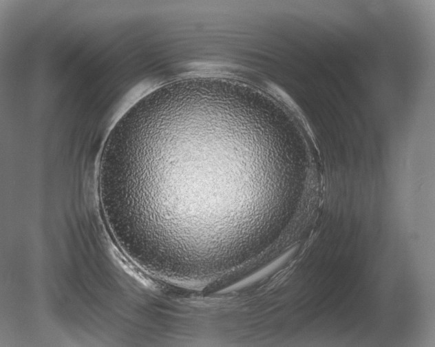 X0000080681386200612151211