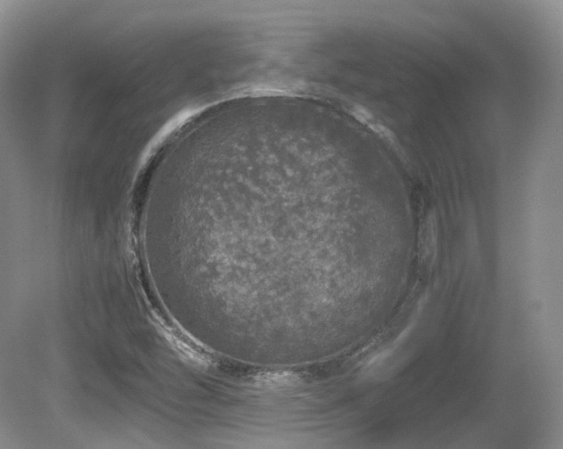 X0000080681454200612151210