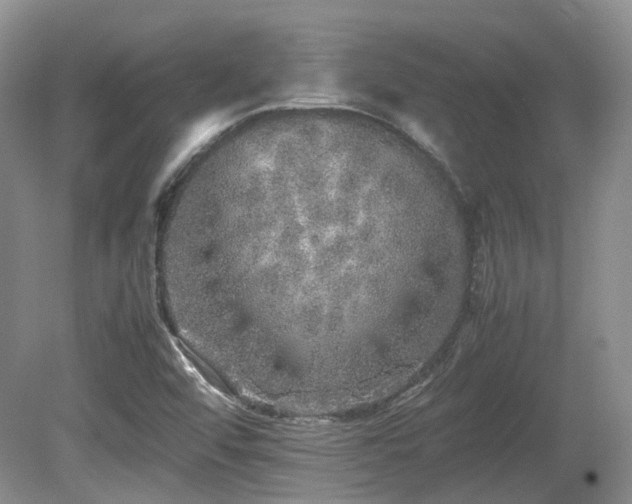X0000080681456200612151210