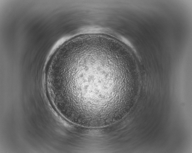 X0000080681472200612151210