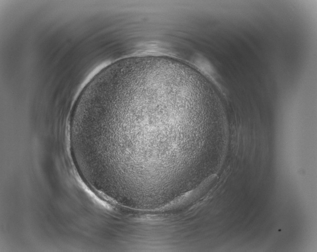 X0000080681476200612151210