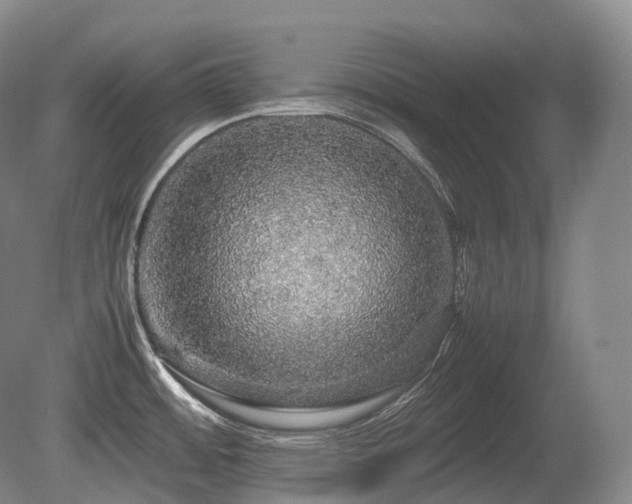 X0000080681484200612151210