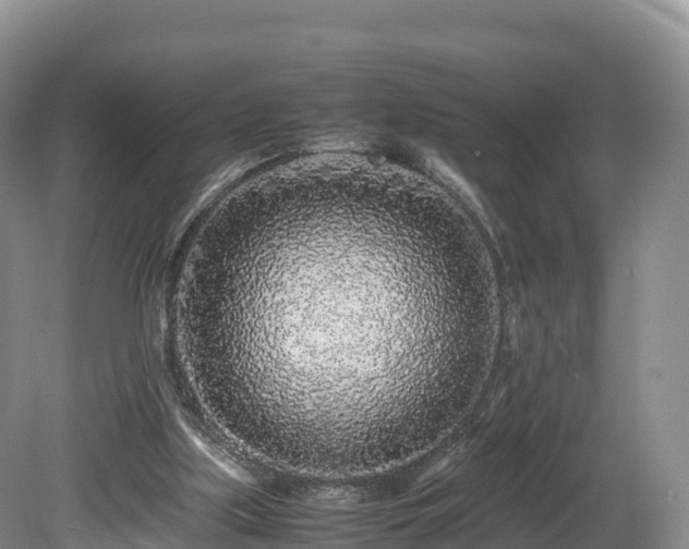 X0000080680059200612221153