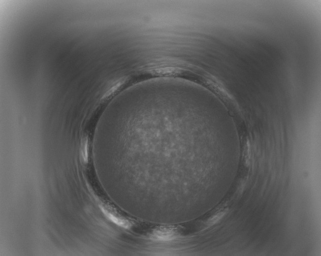X0000080680076200612221153