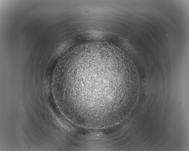 X0000080680642200612221144