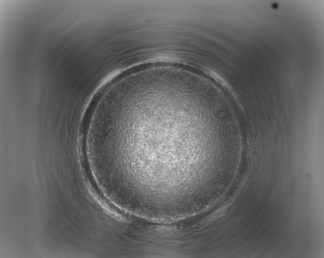 X0000080681029200612221137