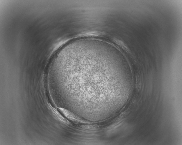 X0000080681404200612221131
