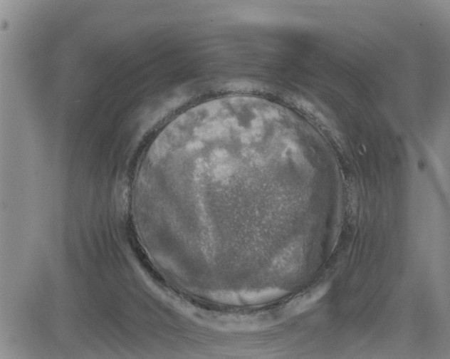 X0000080680016200612301436