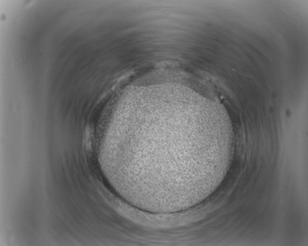 X0000080680038200612301436