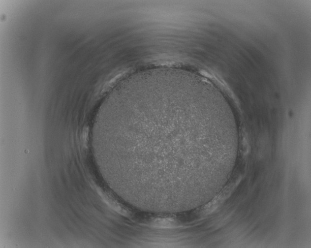 X0000080680066200612301435