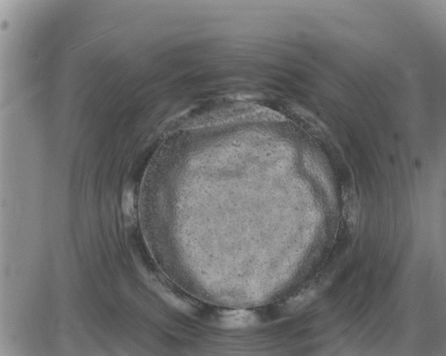 X0000080680087200612301435