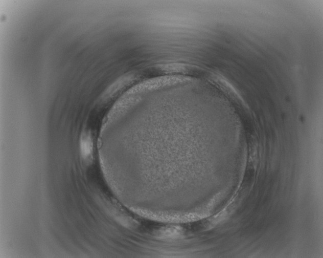 X0000080680124200612301434