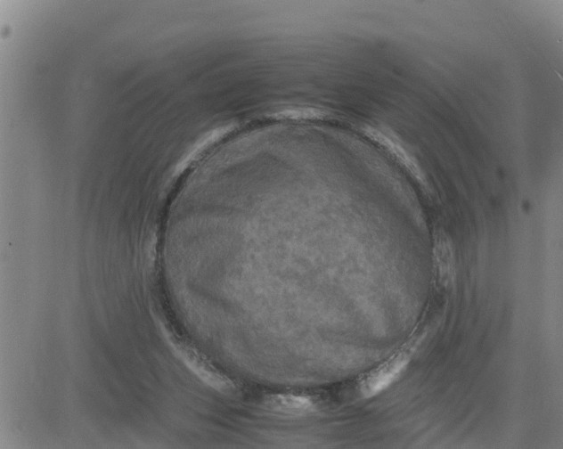 X0000080680159200612301433