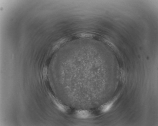 X0000080680189200612301434