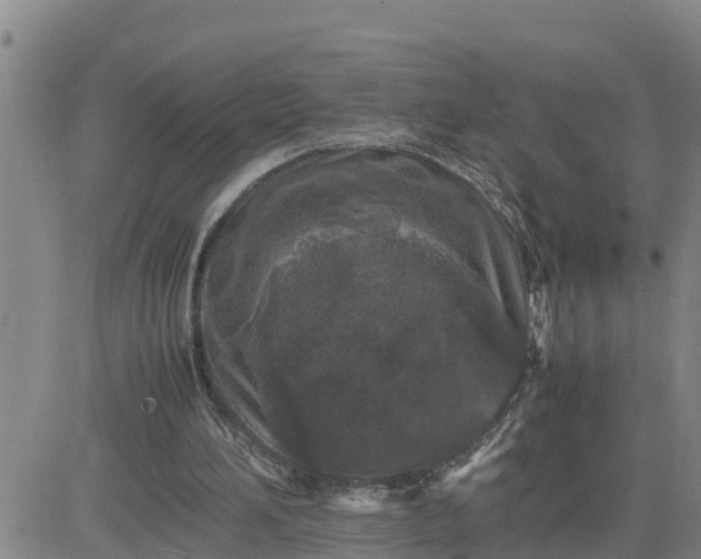 X0000080680196200612301433