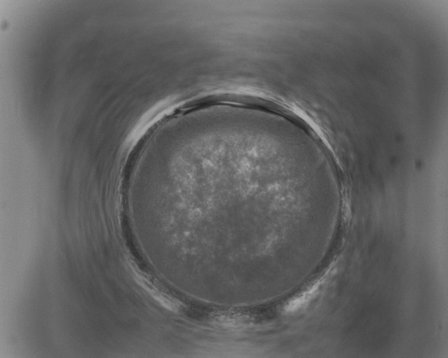 X0000080680199200612301433