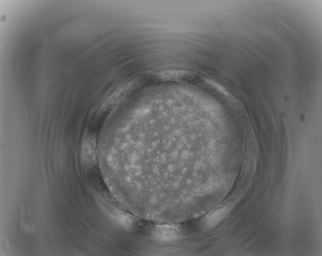 X0000080680240200612301432