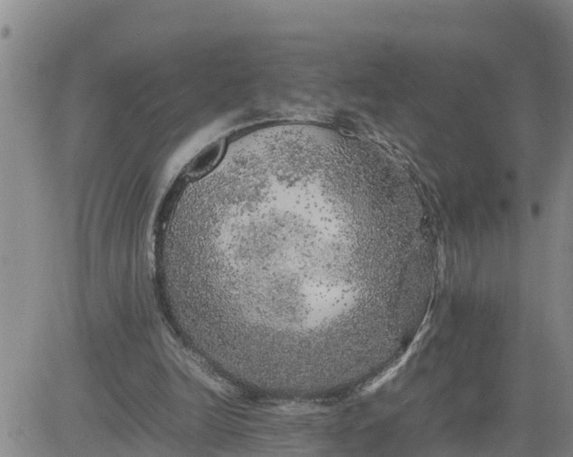 X0000080680246200612301432